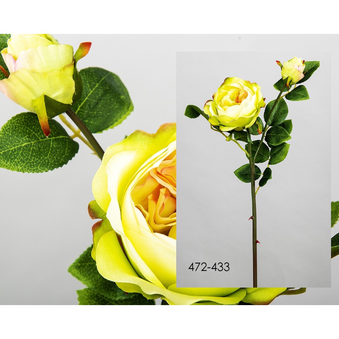 ROSA VERDOSA 52cms