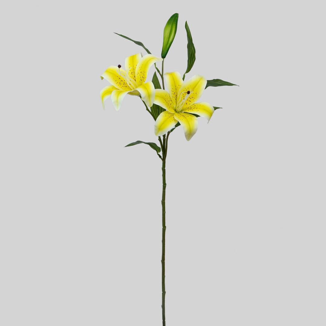 LILY X 2 T/NATURAL 72CM AMARILLO